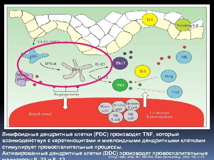 Лимфоидные дендритные клетки (PDC) производят TNF, который взаимодействуя с кератиноцитами и миелоидными дендритными клетками