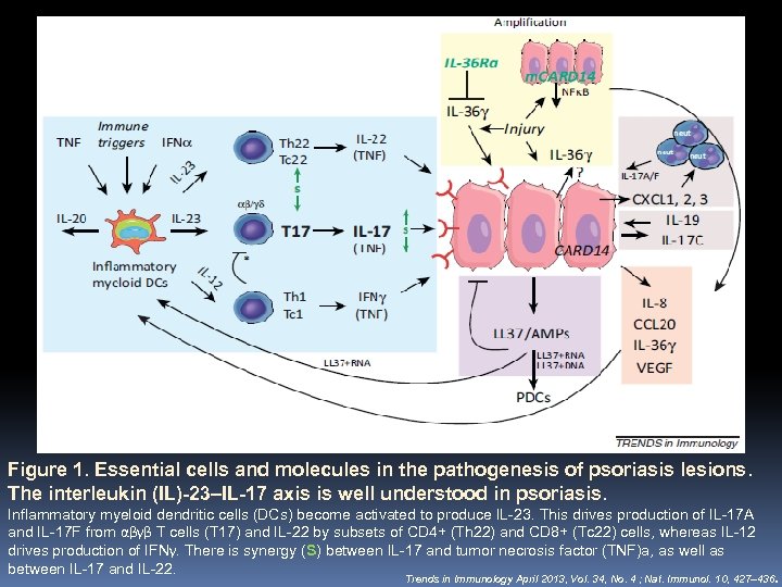 Figure 1. Essential cells and molecules in the pathogenesis of psoriasis lesions. The interleukin
