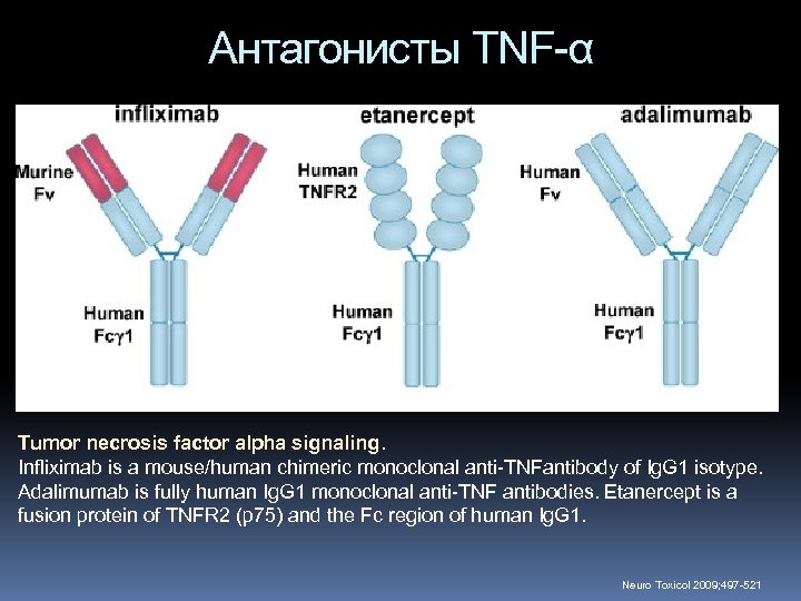 Антагонисты TNF-α Tumor necrosis factor alpha signaling. Infliximab is a mouse/human chimeric monoclonal anti-TNFantibody