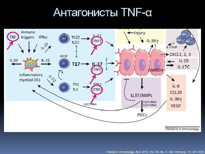 Антагонисты TNF-α . Trends in Immunology April 2013, Vol. 34, No. 4 ; Nat.