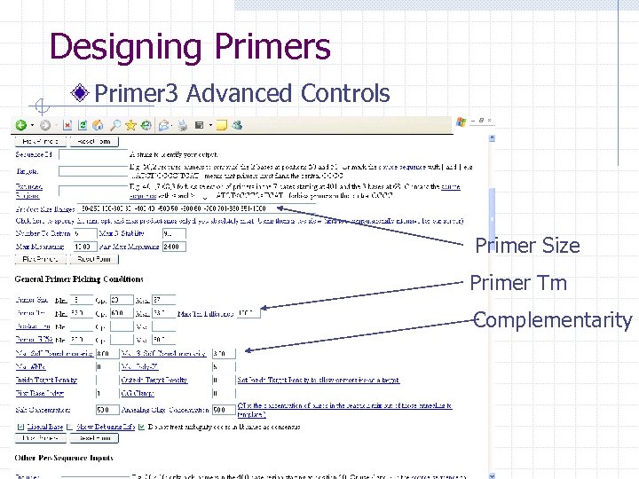 Designing Primers Primer 3 Advanced Controls Primer Size Primer Tm Complementarity 