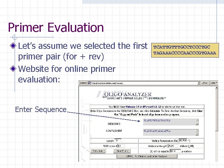 Primer Evaluation Let’s assume we selected the first primer pair (for + rev) Website