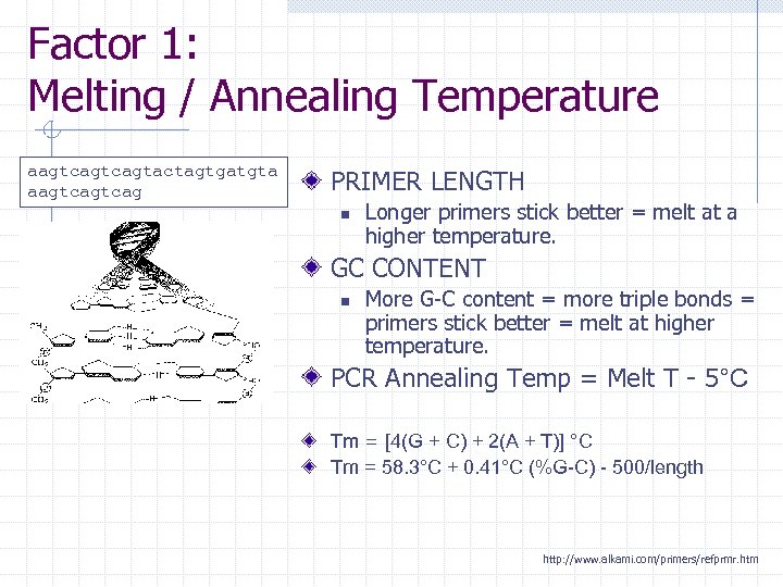 Factor 1: Melting / Annealing Temperature aagtcagtactagtgatgta aagtcag PRIMER LENGTH n Longer primers stick
