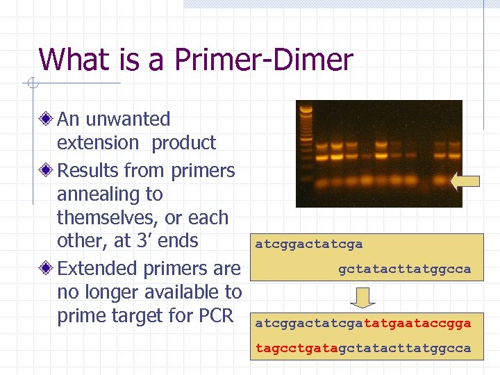 What is a Primer-Dimer An unwanted extension product Results from primers annealing to themselves,