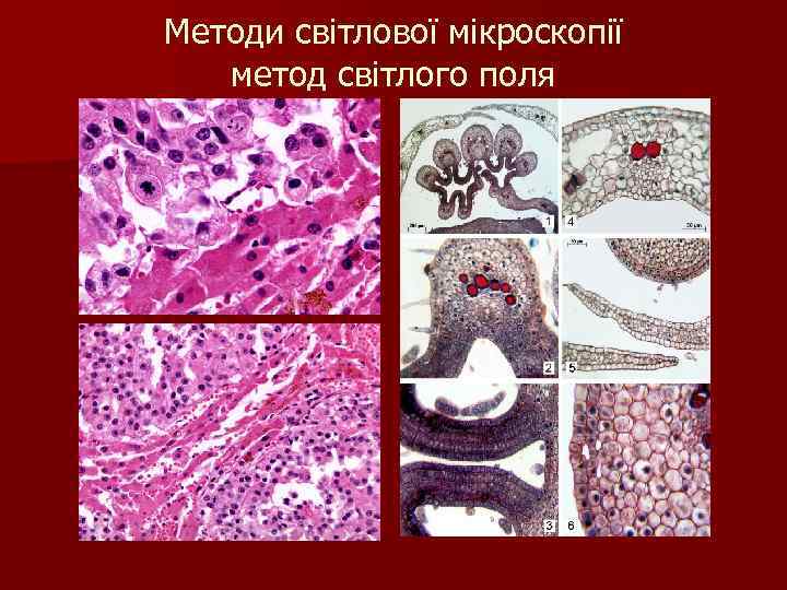 Методи світлової мікроскопії метод світлого поля 