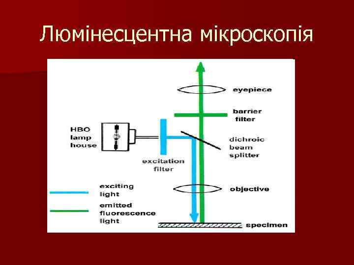 Люмінесцентна мікроскопія 