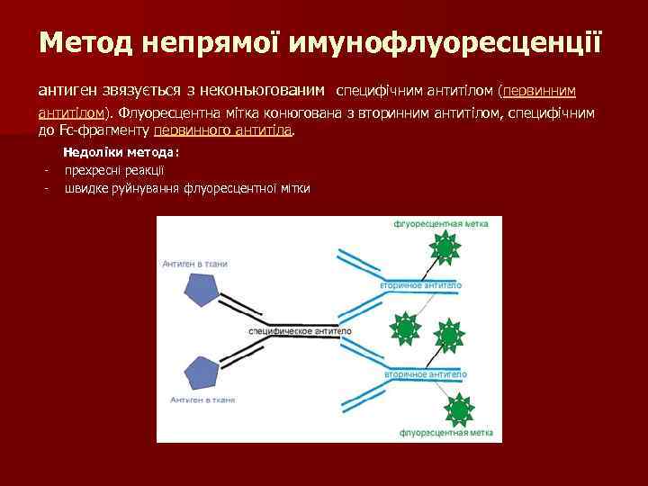 Метод непрямої имунофлуоресценції антиген звязується з неконъюгованим специфічним антитілом (первинним антитілом). Флуоресцентна мітка конюгована