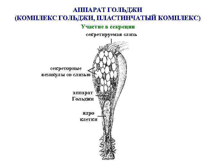 АППАРАТ ГОЛЬДЖИ (КОМПЛЕКС ГОЛЬДЖИ, ПЛАСТИНЧАТЫЙ КОМПЛЕКС) Участие в секреции секретируемая слизь секреторные везикулы со
