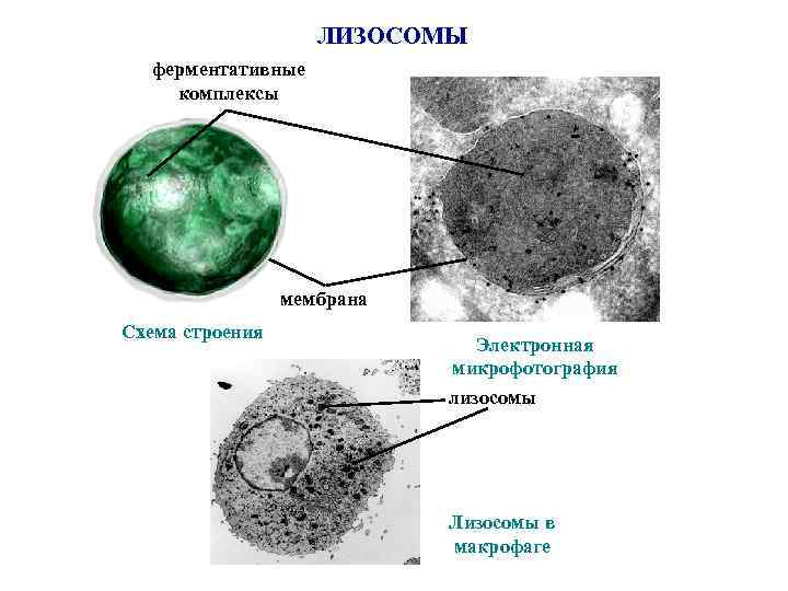 ЛИЗОСОМЫ ферментативные комплексы мембрана Схема строения Электронная микрофотография лизосомы Лизосомы в макрофаге 