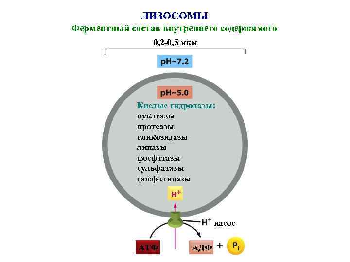 ЛИЗОСОМЫ Ферментный состав внутреннего содержимого 0, 2 -0, 5 мкм Кислые гидролазы: нуклеазы протеазы