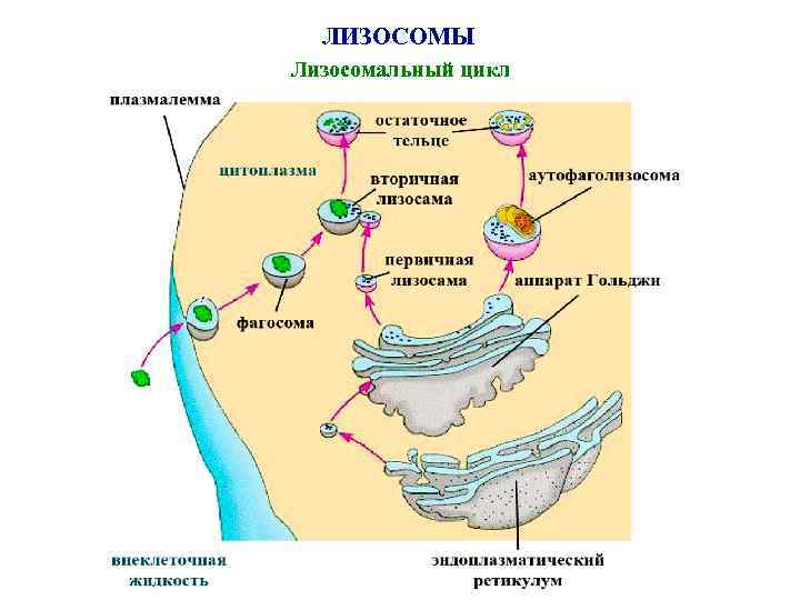 ЛИЗОСОМЫ Лизосомальный цикл 