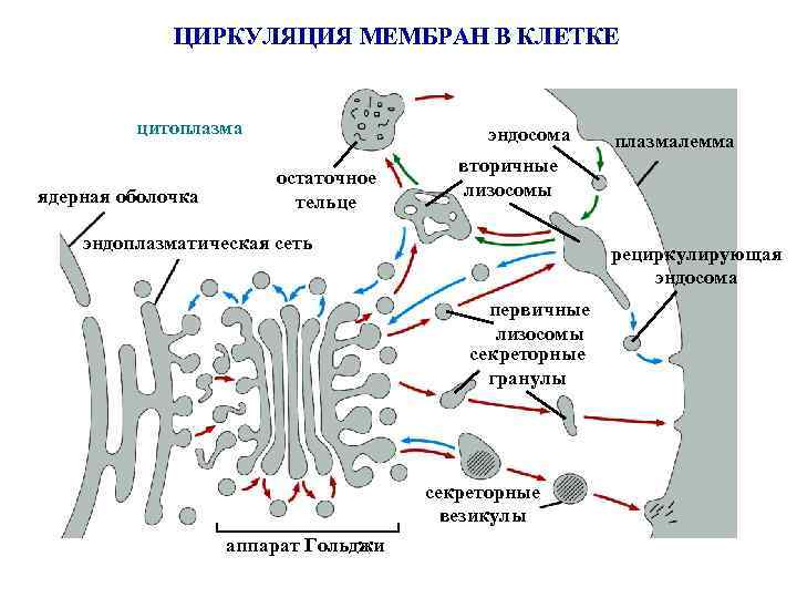 ЦИРКУЛЯЦИЯ МЕМБРАН В КЛЕТКЕ цитоплазма ядерная оболочка эндосома остаточное тельце вторичные лизосомы эндоплазматическая сеть