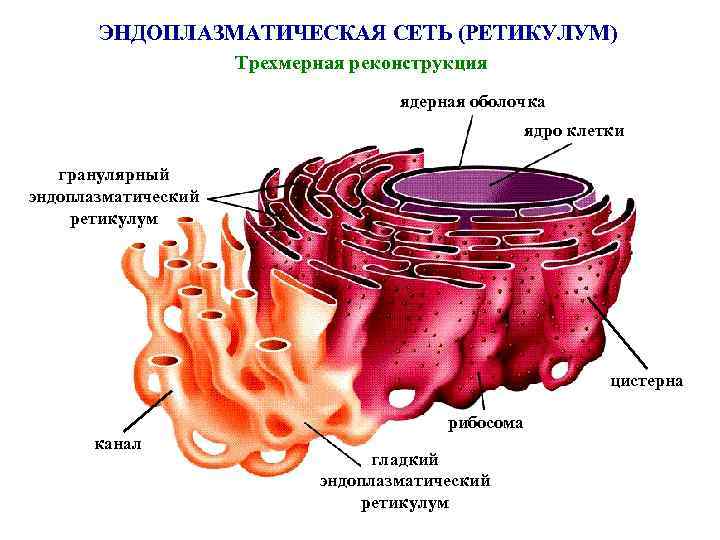 ЭНДОПЛАЗМАТИЧЕСКАЯ СЕТЬ (РЕТИКУЛУМ) Трехмерная реконструкция ядерная оболочка ядро клетки гранулярный эндоплазматический ретикулум цистерна рибосома