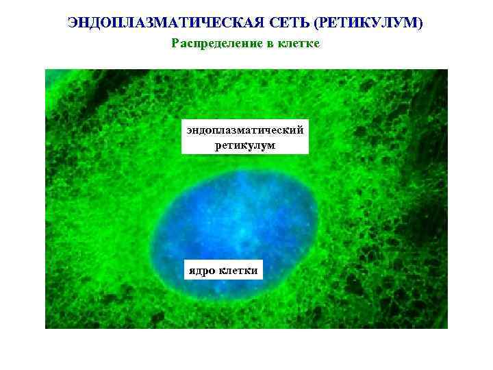 ЭНДОПЛАЗМАТИЧЕСКАЯ СЕТЬ (РЕТИКУЛУМ) Распределение в клетке эндоплазматический ретикулум ядро клетки 