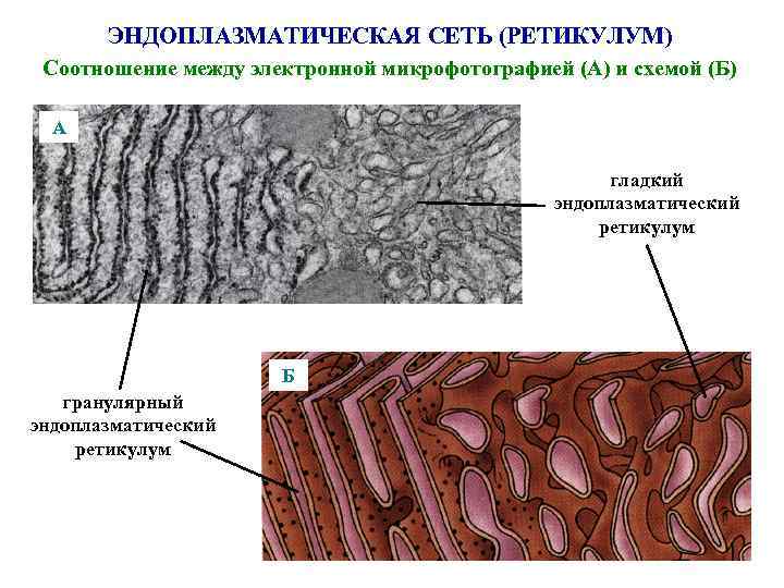 ЭНДОПЛАЗМАТИЧЕСКАЯ СЕТЬ (РЕТИКУЛУМ) Соотношение между электронной микрофотографией (А) и схемой (Б) А гладкий эндоплазматический