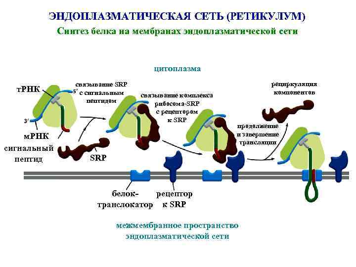 ЭНДОПЛАЗМАТИЧЕСКАЯ СЕТЬ (РЕТИКУЛУМ) Синтез белка на мембранах эндоплазматической сети цитоплазма т. РНК м. РНК