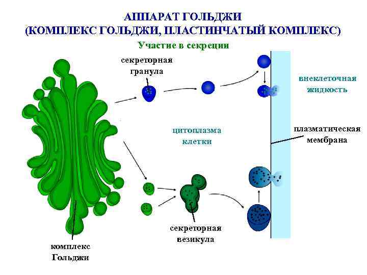 Комплекс гольджи фото под микроскопом