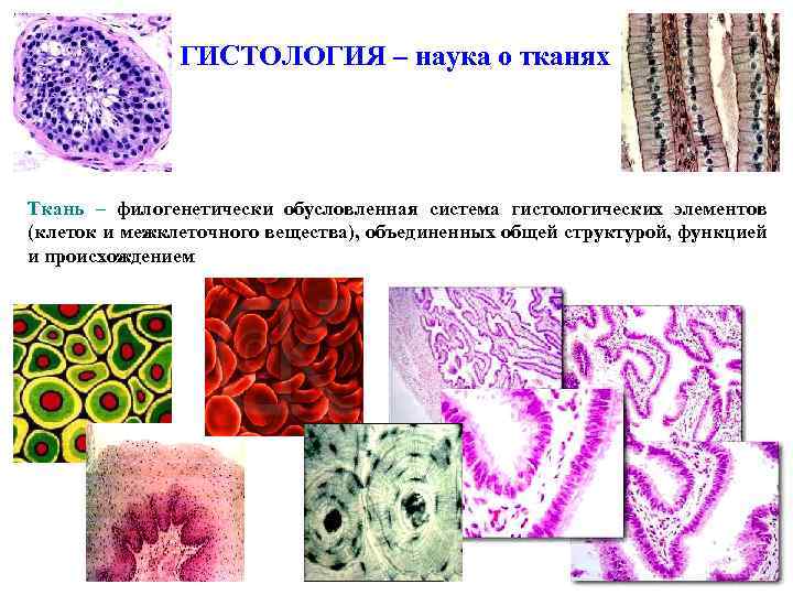 ГИСТОЛОГИЯ – наука о тканях Ткань – филогенетически обусловленная система гистологических элементов (клеток и