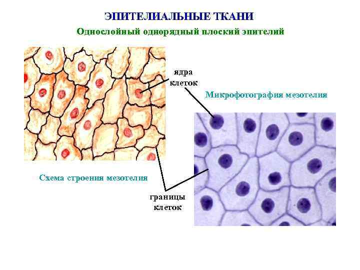 ЭПИТЕЛИАЛЬНЫЕ ТКАНИ Однослойный однорядный плоский эпителий ядра клеток Микрофотография мезотелия Схема строения мезотелия границы