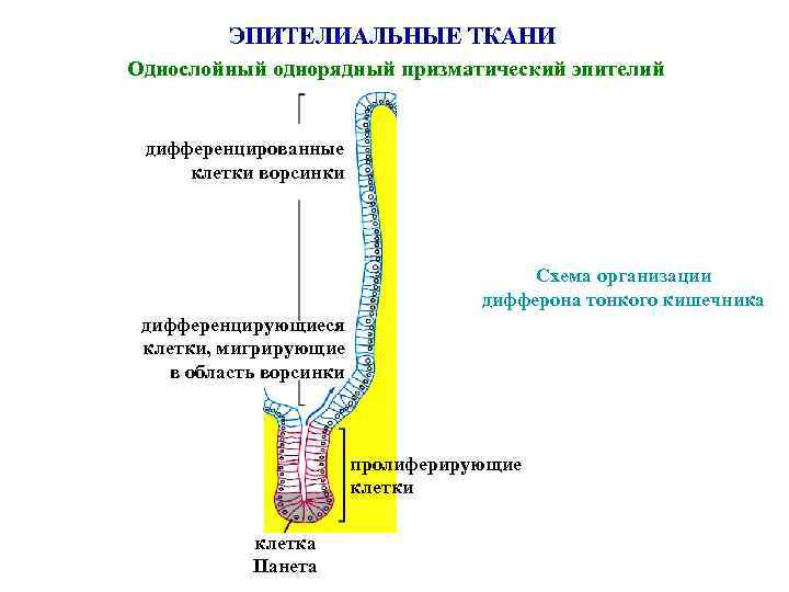 ЭПИТЕЛИАЛЬНЫЕ ТКАНИ Однослойный однорядный призматический эпителий дифференцированные клетки ворсинки Схема организации дифферона тонкого кишечника