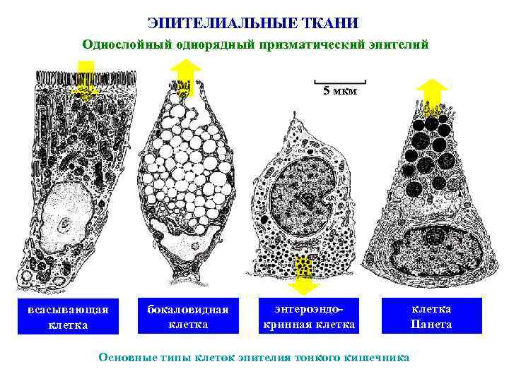 ЭПИТЕЛИАЛЬНЫЕ ТКАНИ Однослойный однорядный призматический эпителий 5 мкм всасывающая клетка бокаловидная клетка энтероэндокринная клетка