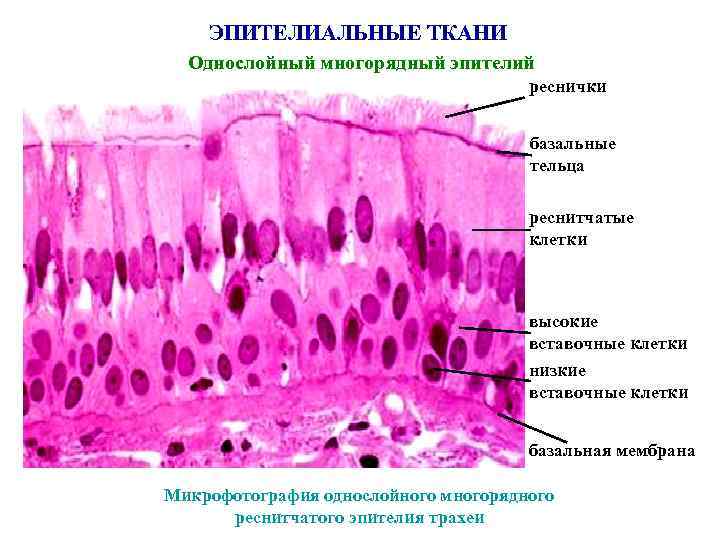 ЭПИТЕЛИАЛЬНЫЕ ТКАНИ Однослойный многорядный эпителий реснички базальные тельца реснитчатые клетки высокие вставочные клетки низкие