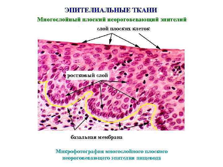 ЭПИТЕЛИАЛЬНЫЕ ТКАНИ Многослойный плоский неороговевающий эпителий слой плоских клеток ростковый слой базальная мембрана Микрофотография