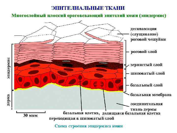 ЭПИТЕЛИАЛЬНЫЕ ТКАНИ Многослойный плоский ороговевающий эпителий кожи (эпидермис) десквамация (слущивание) роговой чешуйки эпидермис роговой