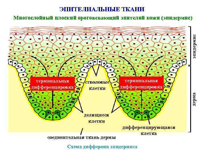 ЭПИТЕЛИАЛЬНЫЕ ТКАНИ эпидермис Многослойный плоский ороговевающий эпителий кожи (эпидермис) стволовые клетки терминальная дифференцировка дерма