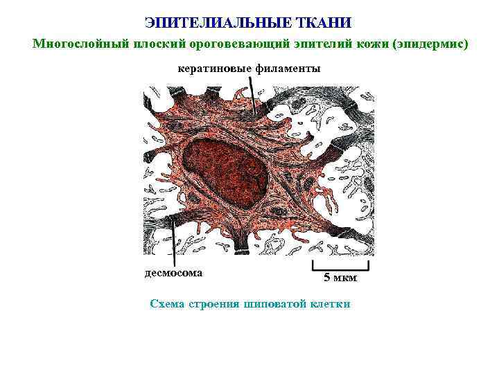 ЭПИТЕЛИАЛЬНЫЕ ТКАНИ Многослойный плоский ороговевающий эпителий кожи (эпидермис) кератиновые филаменты десмосома 5 мкм Схема