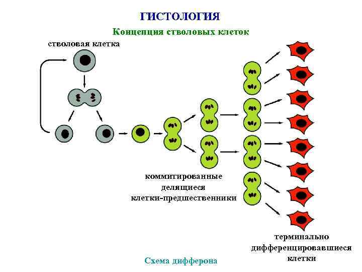 ГИСТОЛОГИЯ Концепция стволовых клеток стволовая клетка коммитированные делящиеся клетки-предшественники Схема дифферона терминально дифференцировавшиеся клетки