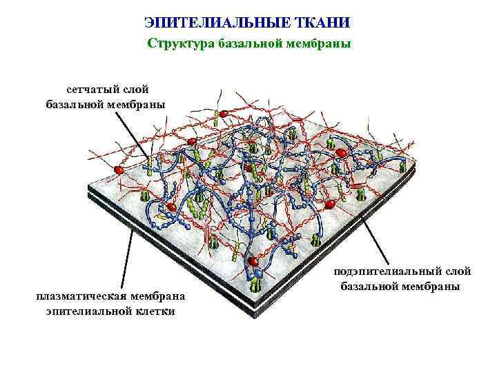 ЭПИТЕЛИАЛЬНЫЕ ТКАНИ Структура базальной мембраны сетчатый слой базальной мембраны плазматическая мембрана эпителиальной клетки подэпителиальный