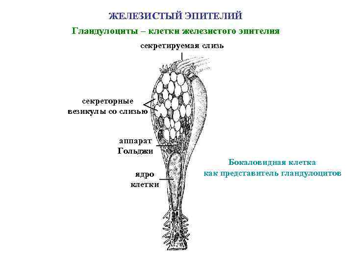 ЖЕЛЕЗИСТЫЙ ЭПИТЕЛИЙ Гландулоциты – клетки железистого эпителия секретируемая слизь секреторные везикулы со слизью аппарат