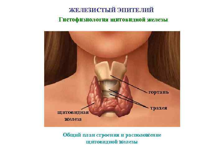 ЖЕЛЕЗИСТЫЙ ЭПИТЕЛИЙ Гистофизиология щитовидной железы гортань щитовидная железа трахея Общий план строения и расположение