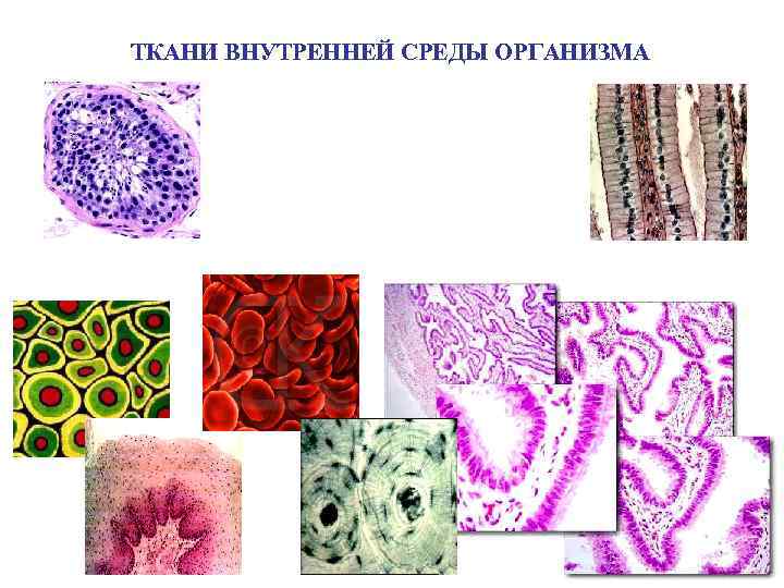 ТКАНИ ВНУТРЕННЕЙ СРЕДЫ ОРГАНИЗМА 