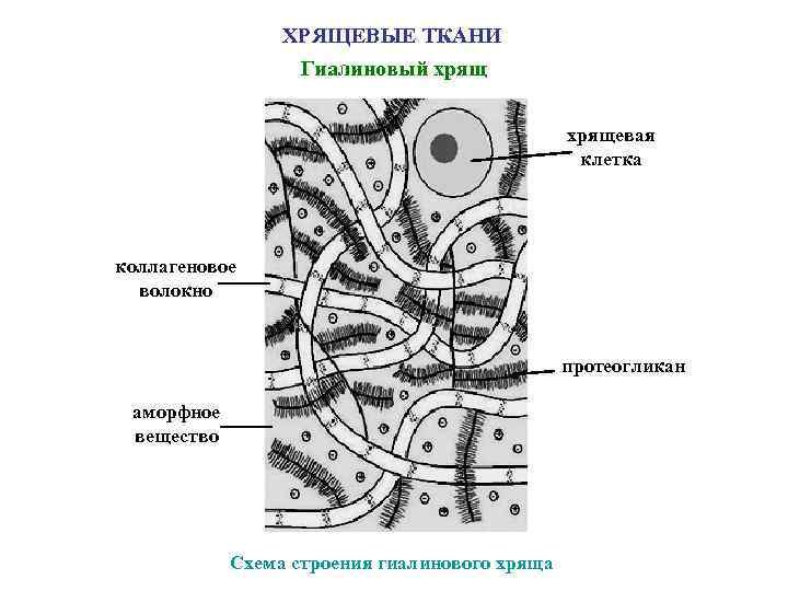 ХРЯЩЕВЫЕ ТКАНИ Гиалиновый хрящевая клетка коллагеновое волокно протеогликан аморфное вещество Схема строения гиалинового хряща