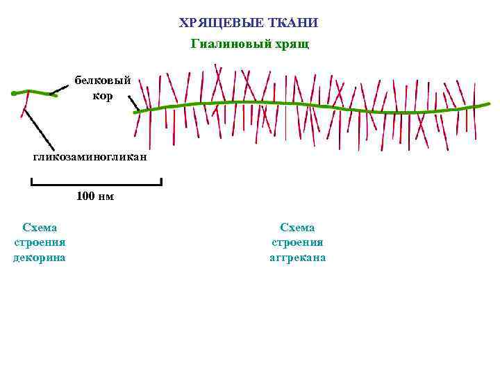 ХРЯЩЕВЫЕ ТКАНИ Гиалиновый хрящ белковый кор гликозаминогликан 100 нм Схема строения декорина Схема строения