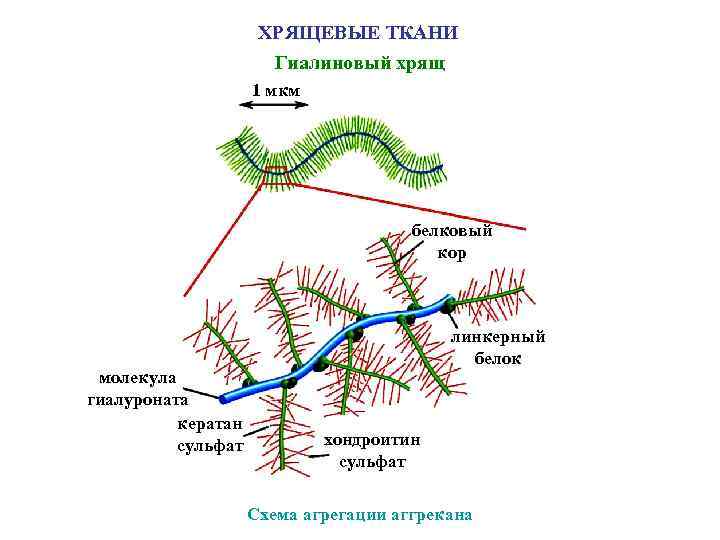ХРЯЩЕВЫЕ ТКАНИ Гиалиновый хрящ 1 мкм белковый кор молекула гиалуроната кератан сульфат линкерный белок
