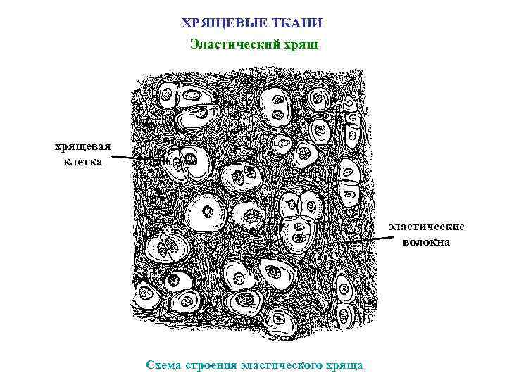 Хрящевые ткани рисунок