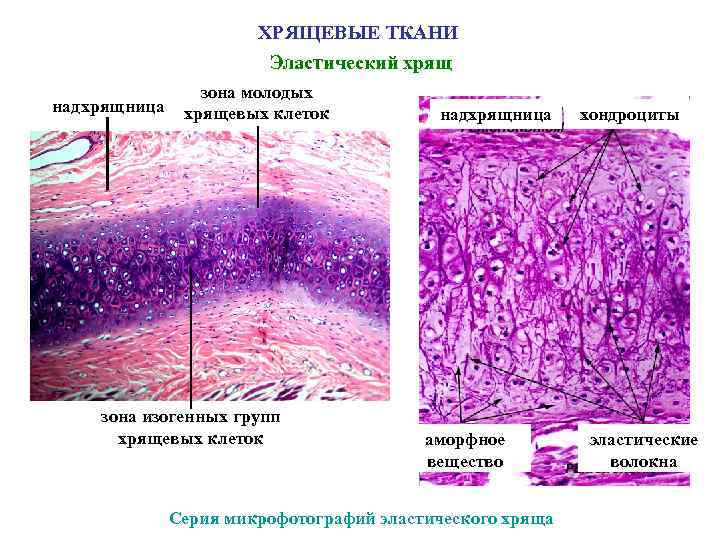 Хрящевая ткань фото