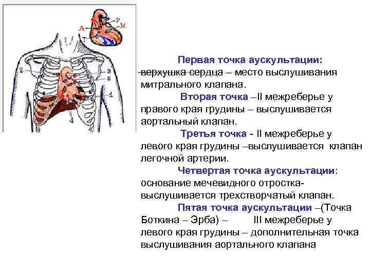 Первая точка аускультации: верхушка сердца – место выслушивания митрального клапана. Вторая точка –II межреберье