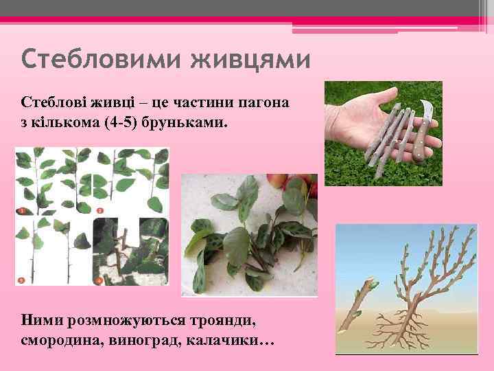 Стебловими живцями Стеблові живці – це частини пагона з кількома (4 -5) бруньками. Ними