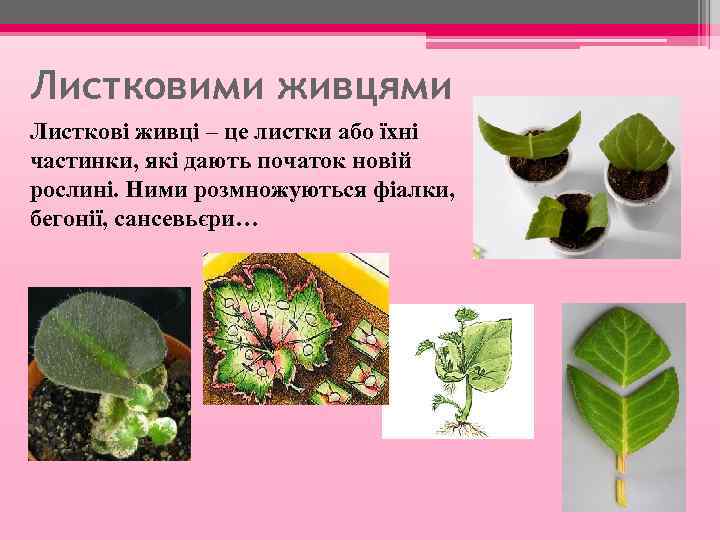 Листковими живцями Листкові живці – це листки або їхні частинки, які дають початок новій