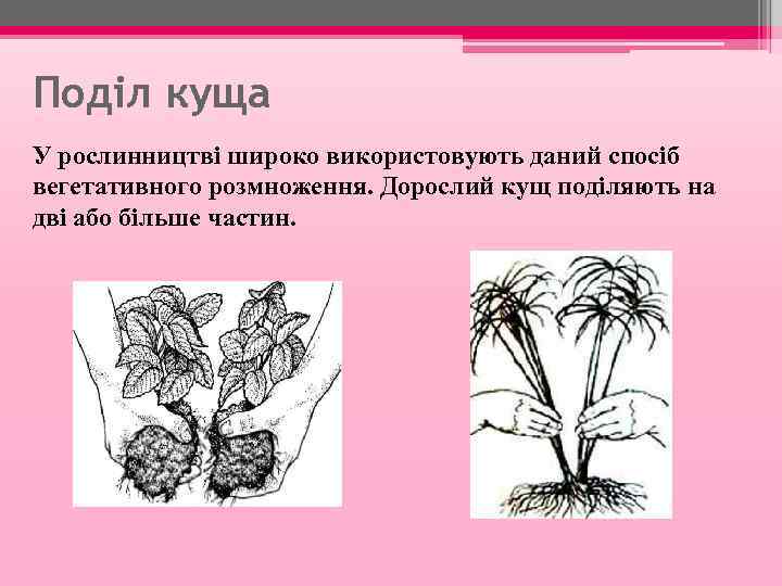 Поділ куща У рослинництві широко використовують даний спосіб вегетативного розмноження. Дорослий кущ поділяють на