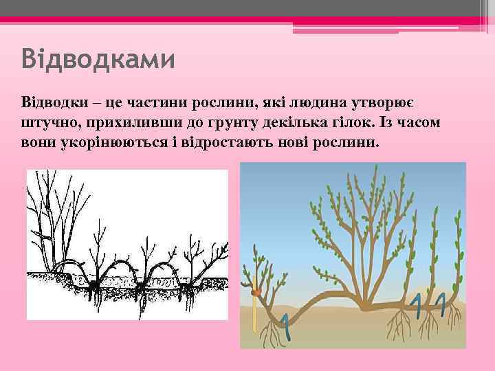 Відводками Відводки – це частини рослини, які людина утворює штучно, прихиливши до грунту декілька