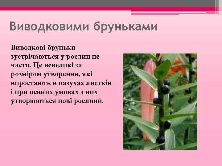 Виводковими бруньками Виводкові бруньки зустрічаються у рослин не часто. Це невеликі за розміром утворення,