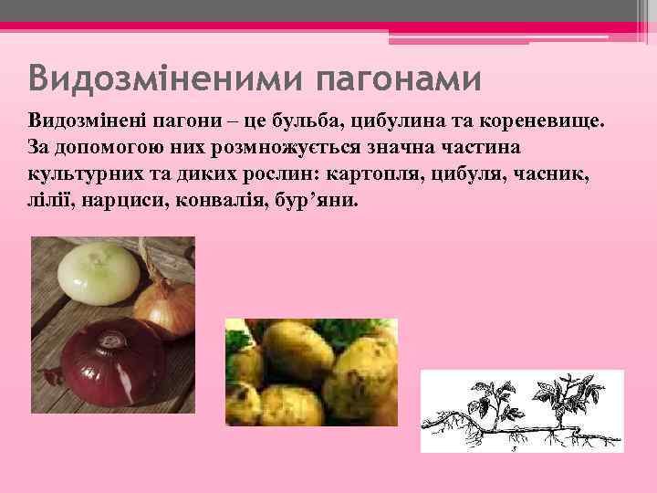 Видозміненими пагонами Видозмінені пагони – це бульба, цибулина та кореневище. За допомогою них розмножується