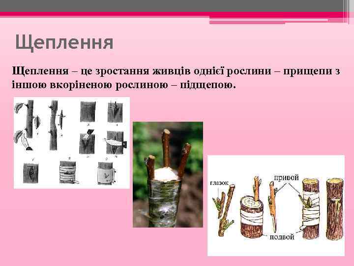 Щеплення – це зростання живців однієї рослини – прищепи з іншою вкоріненою рослиною –