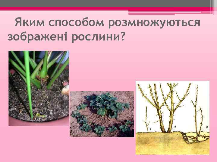 Яким способом розмножуються зображені рослини? 