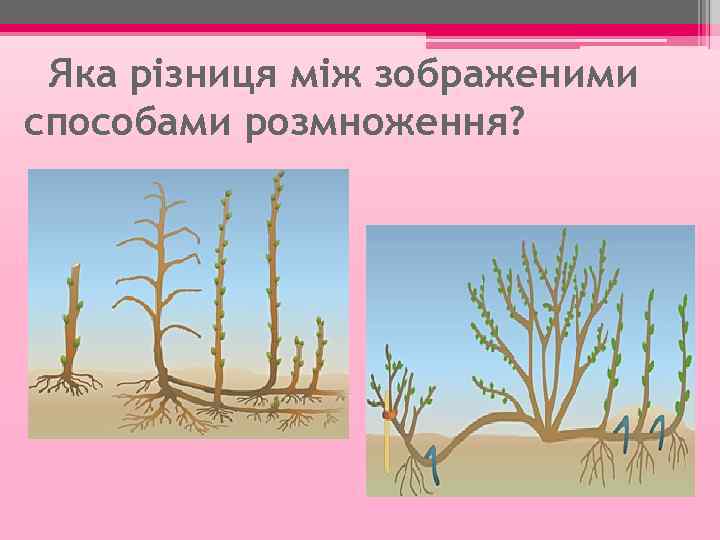 Яка різниця між зображеними способами розмноження? 
